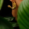 Handmade Design Gold Plated Brass Earrings with Shrimp Design