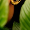 Handmade Design Gold Plated Brass Earrings with Shrimp Design