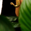 Handmade Design Gold Plated Brass Earrings with Shrimp Design