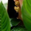 Handmade Gold Plated Brass Earrings with Pearl