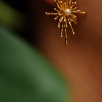 Handmade Design Gold Plated Pearl Brass Earrings